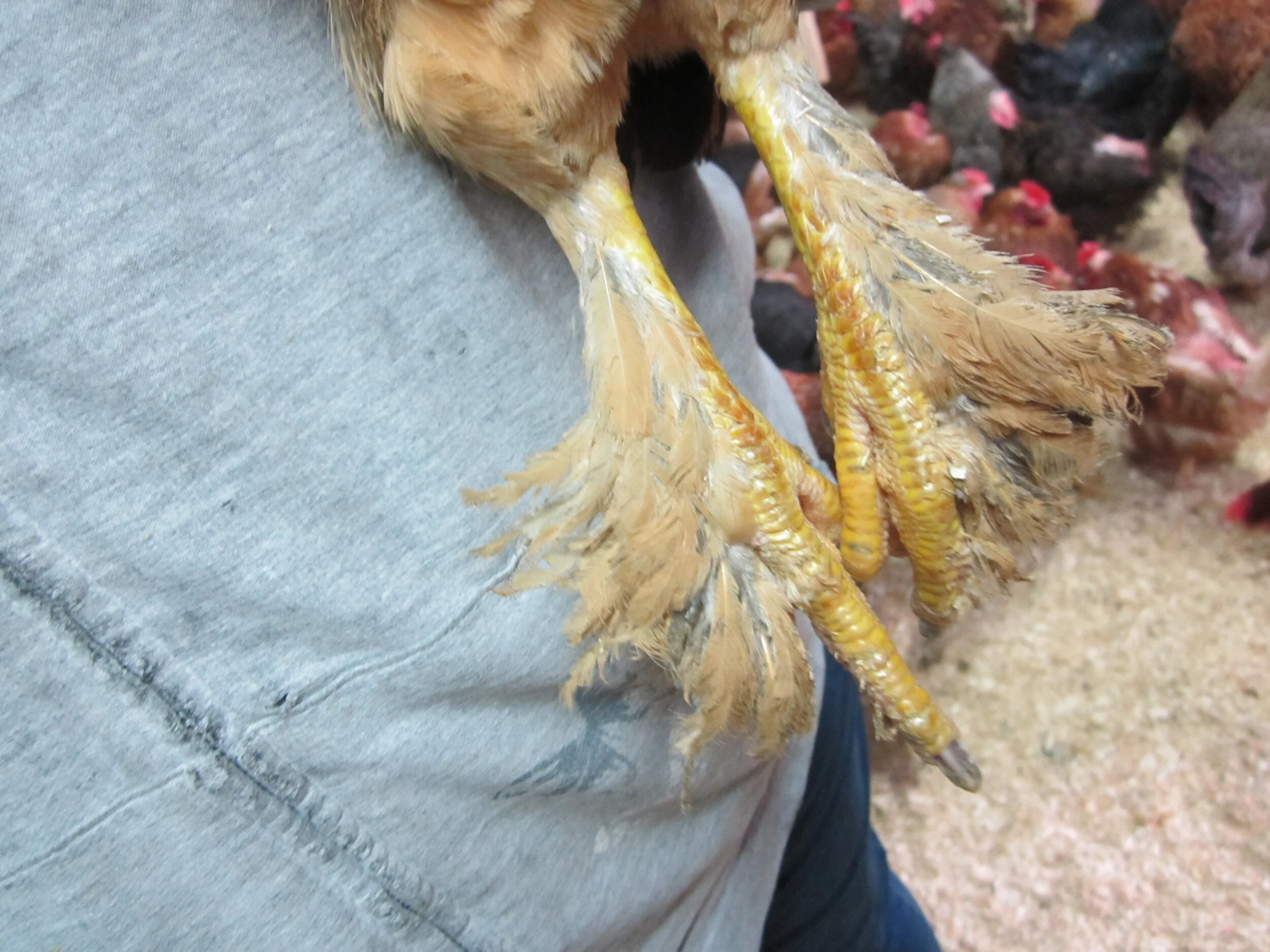Grown on the Range Profile 45: Free Range Eggs, originally published in ...