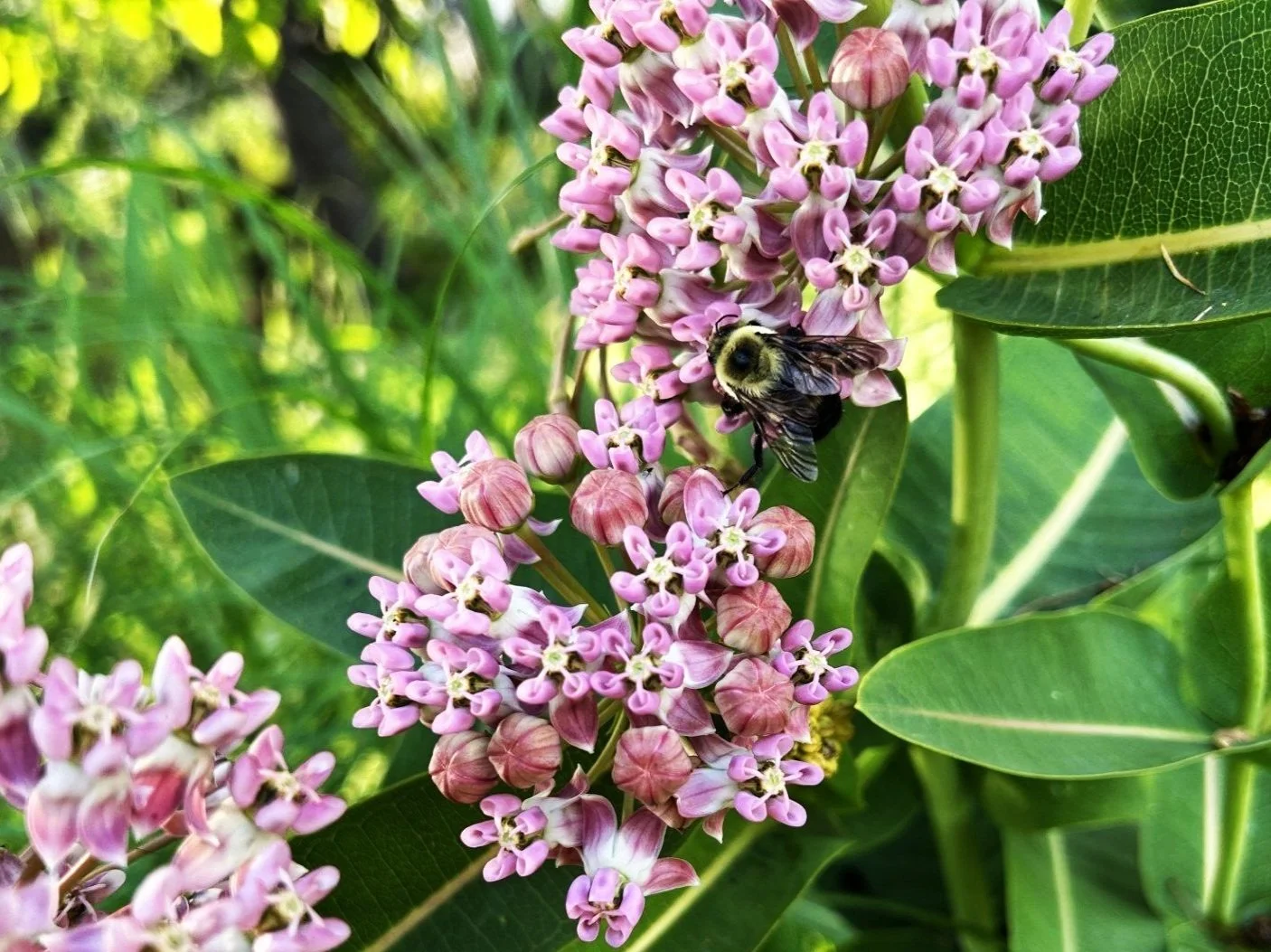 August prairie milkweed visitor.jpg