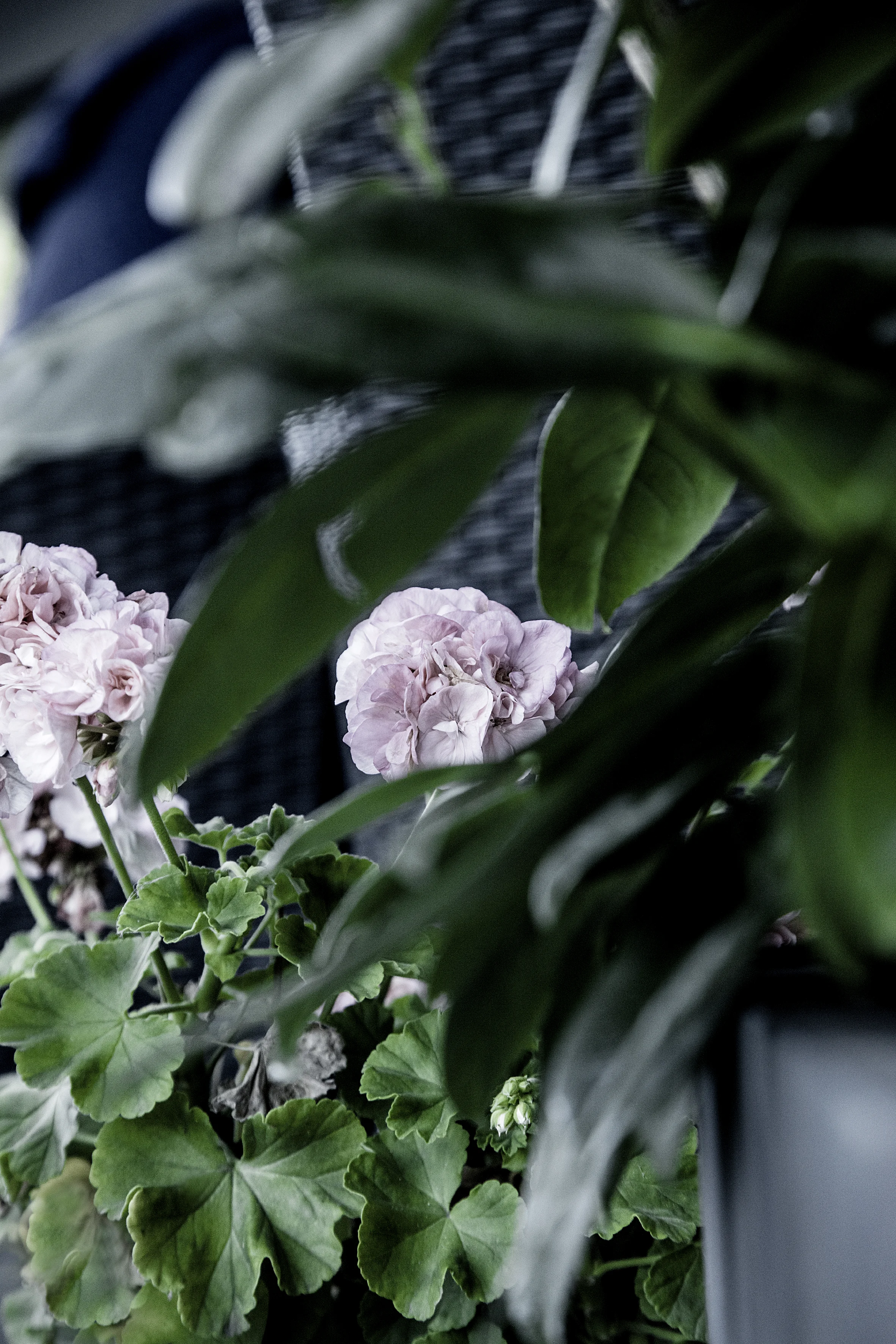 Flinchs -6150 ab-1.jpg