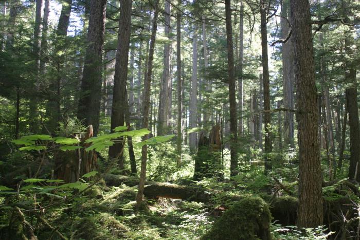 WOODS OUTSIDE OF JUNEAU, ALASKA