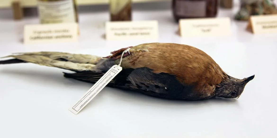 PASSENGER PIGEON - BURKE MUSEUM, SEATTLE