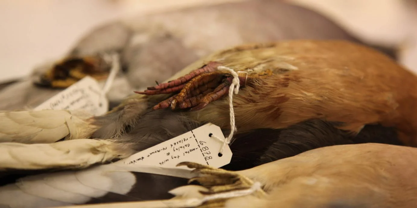PASSENGER PIGEON - BURKE MUSEUM, SEATTLE