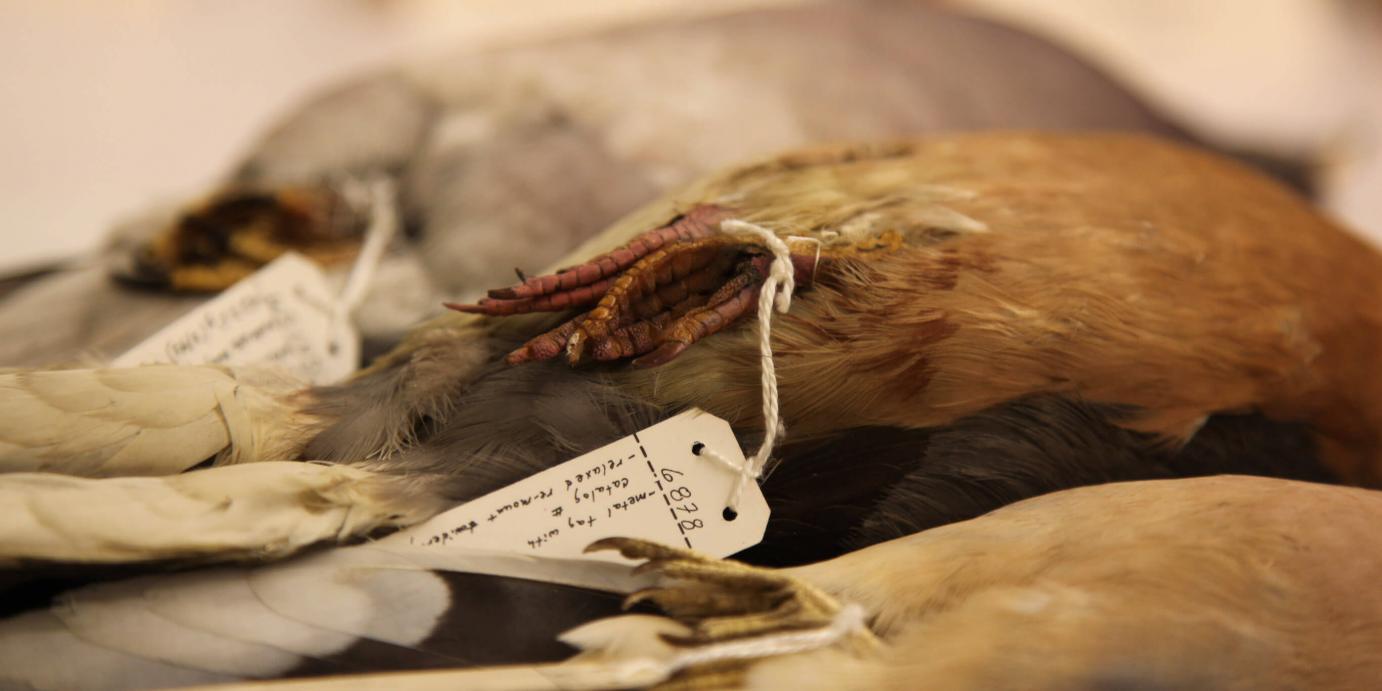 PASSENGER PIGEON - BURKE MUSEUM, SEATTLE