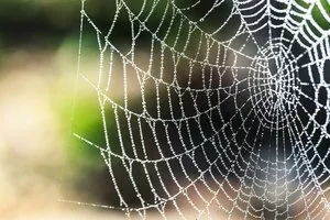spiderweb.jpg
