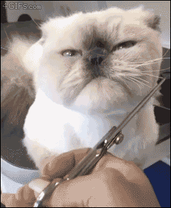 giphy 3.gif