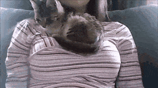 Cat Sitting on Boobs
