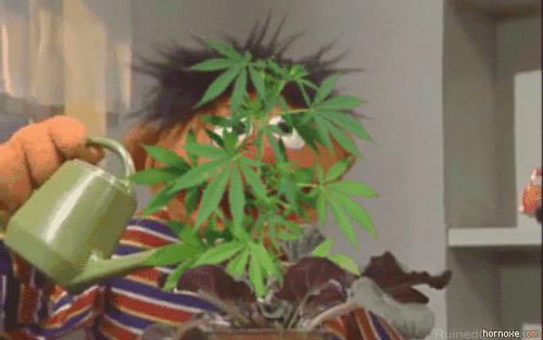 Cannabis.gif