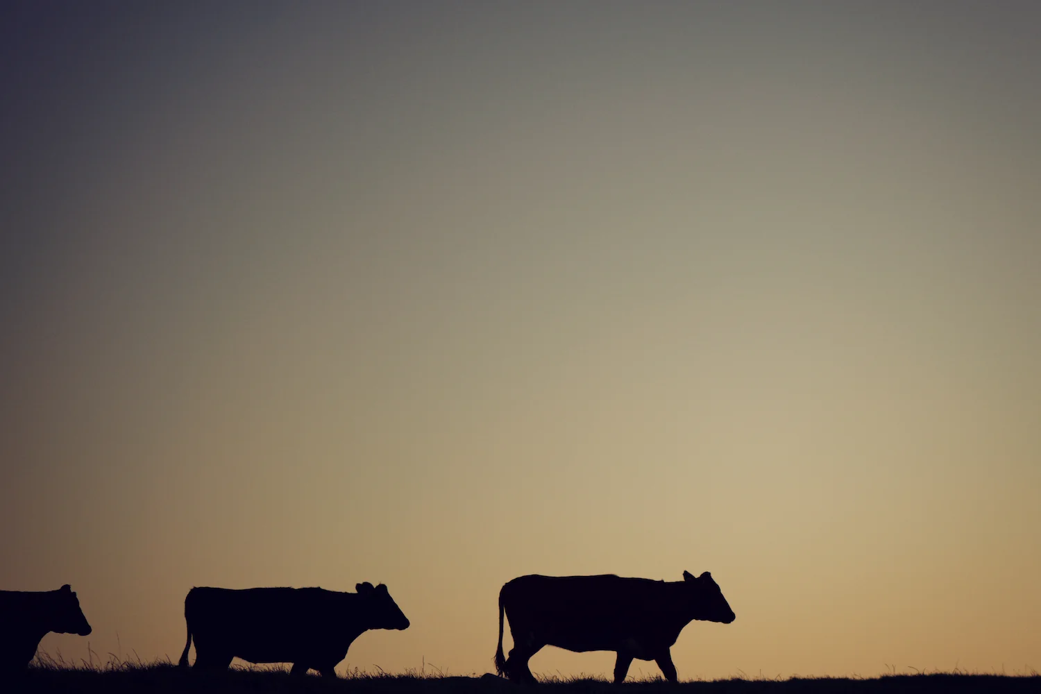 Nettside, 2016 80.jpg