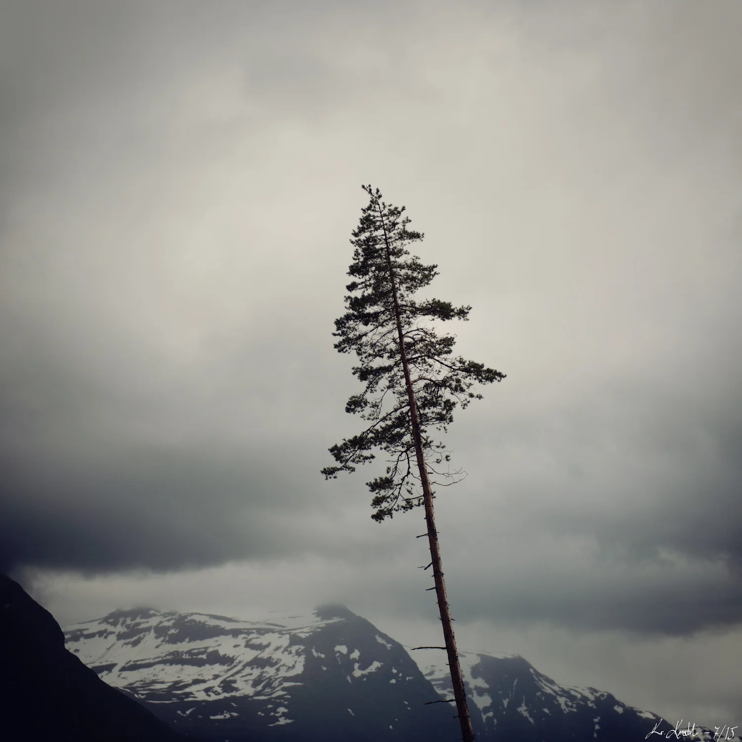 Konstali - trær 10.jpg