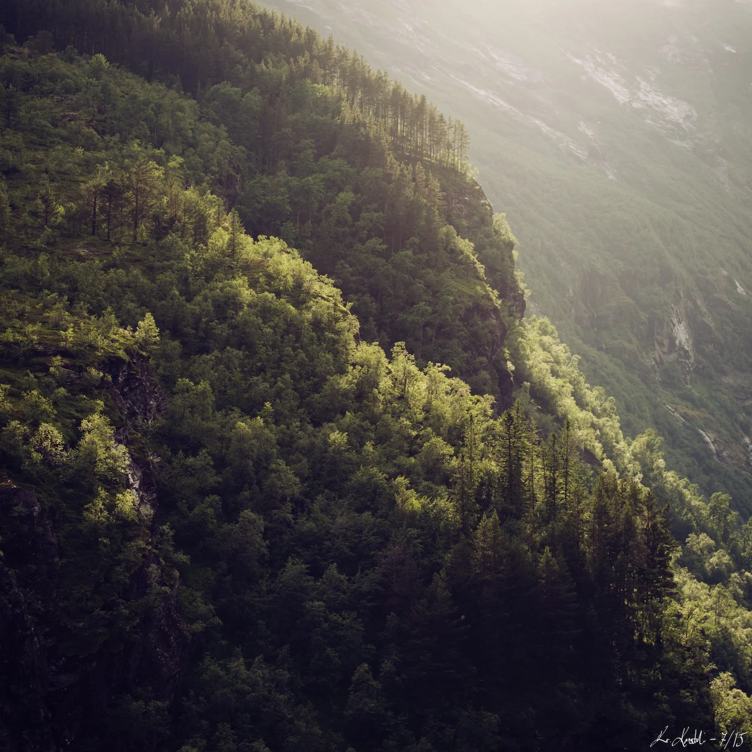 Konstali - trær 11.jpg