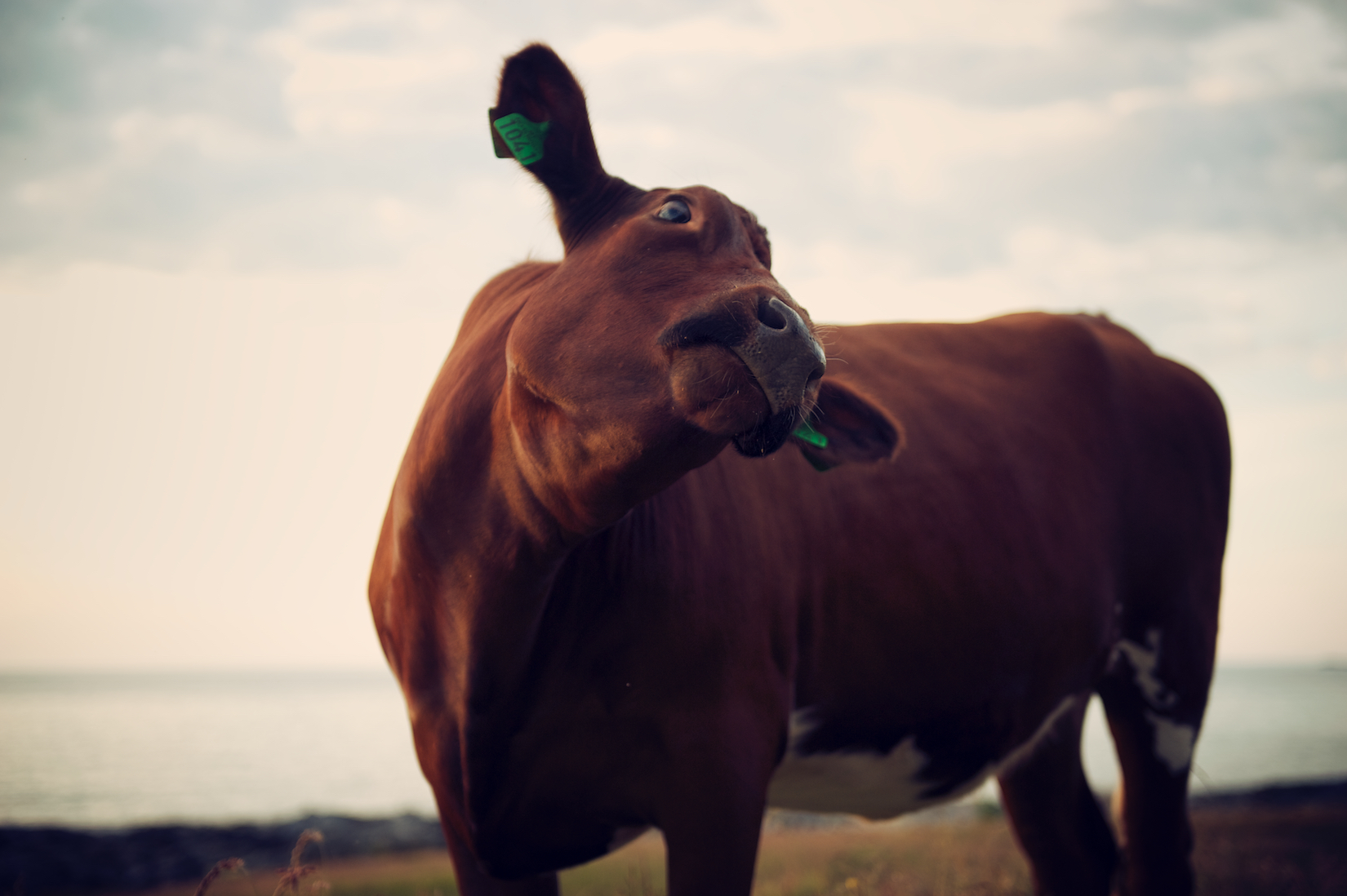 Cows 12.jpg