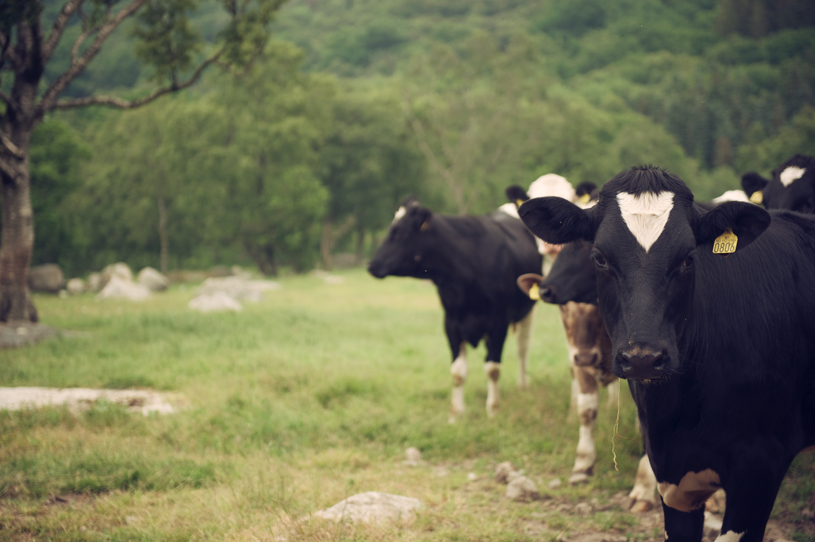 Cows 11.jpg