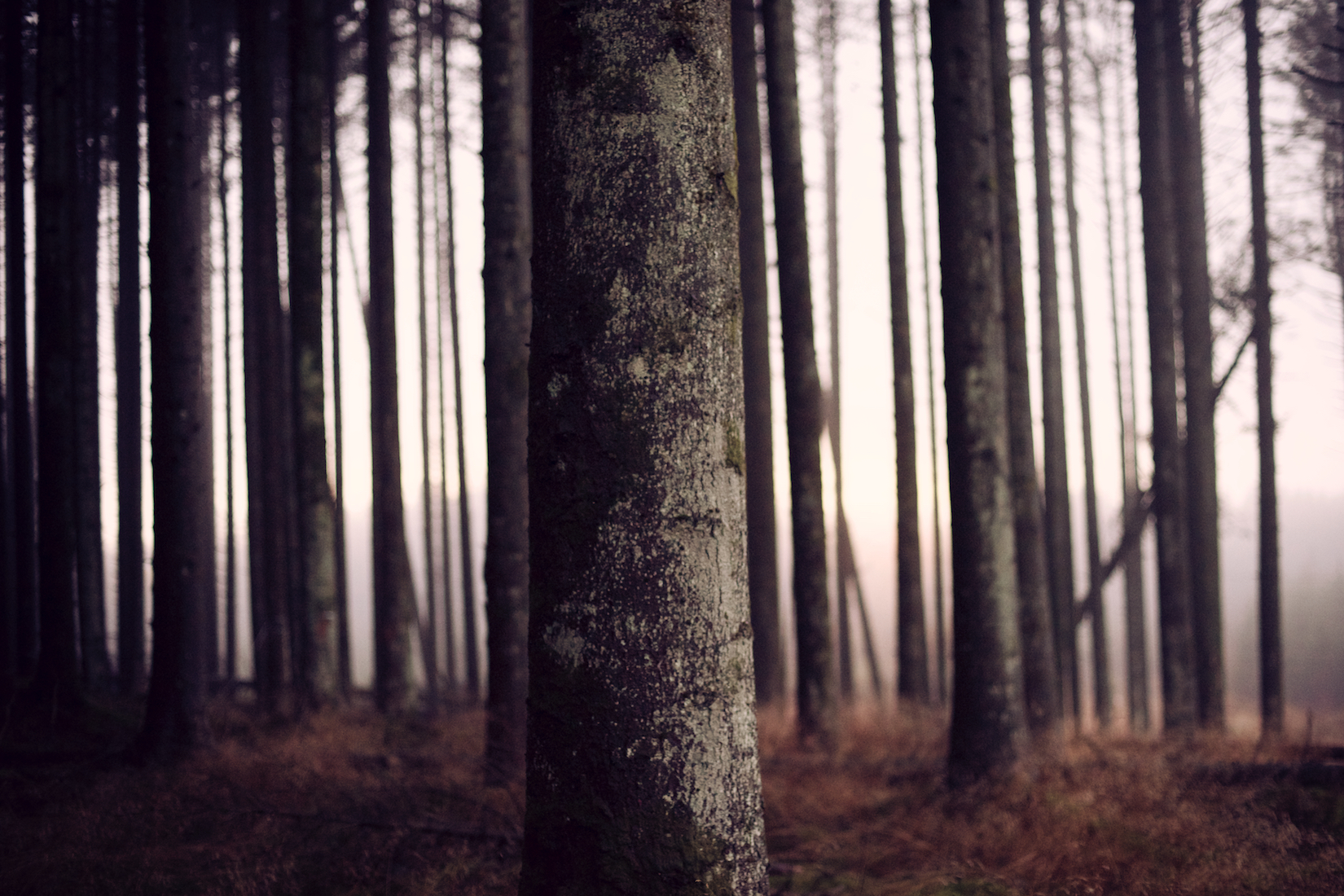 Trees 10.jpg