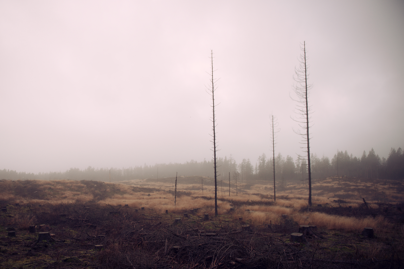 Trees 13.jpg