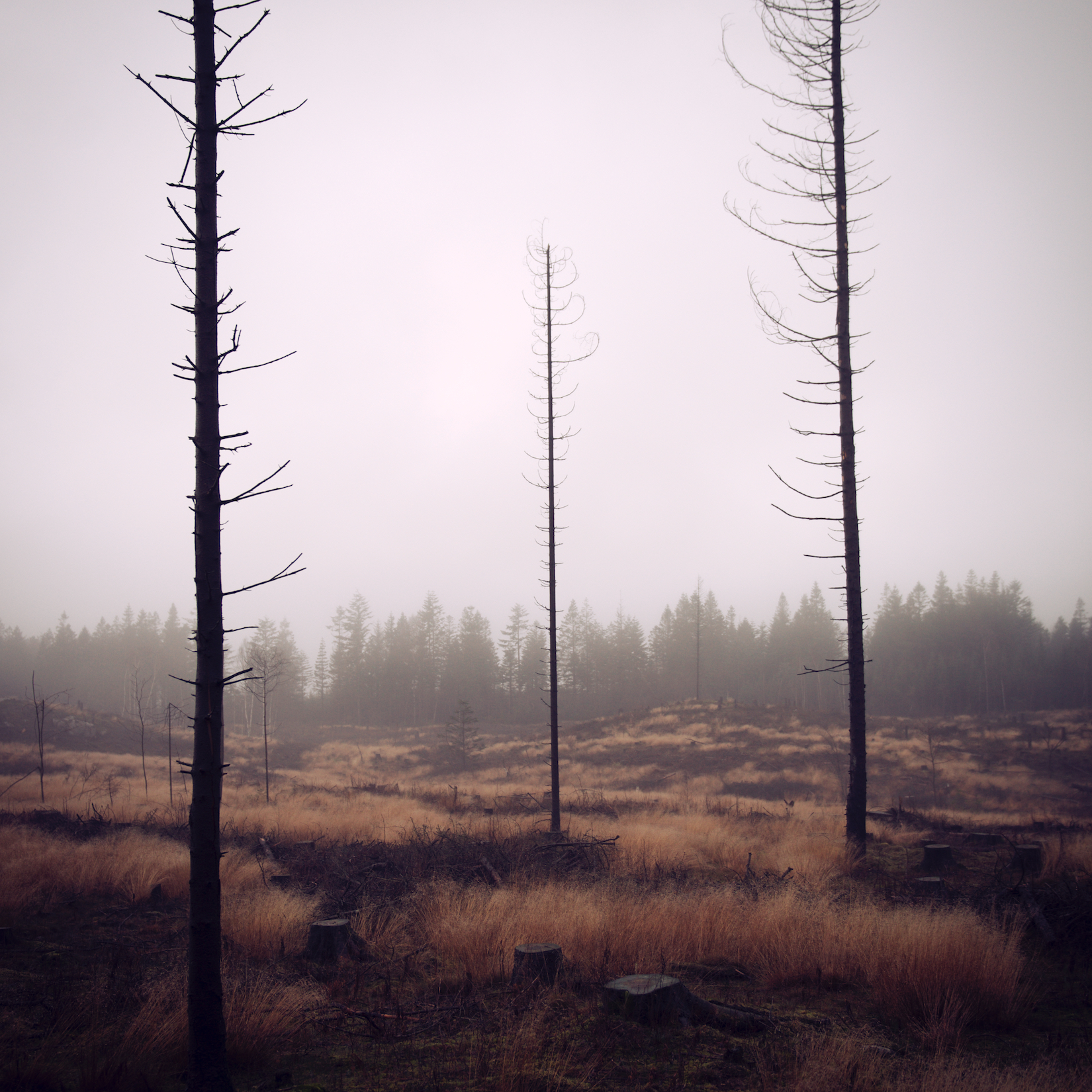 Trees 14.jpg