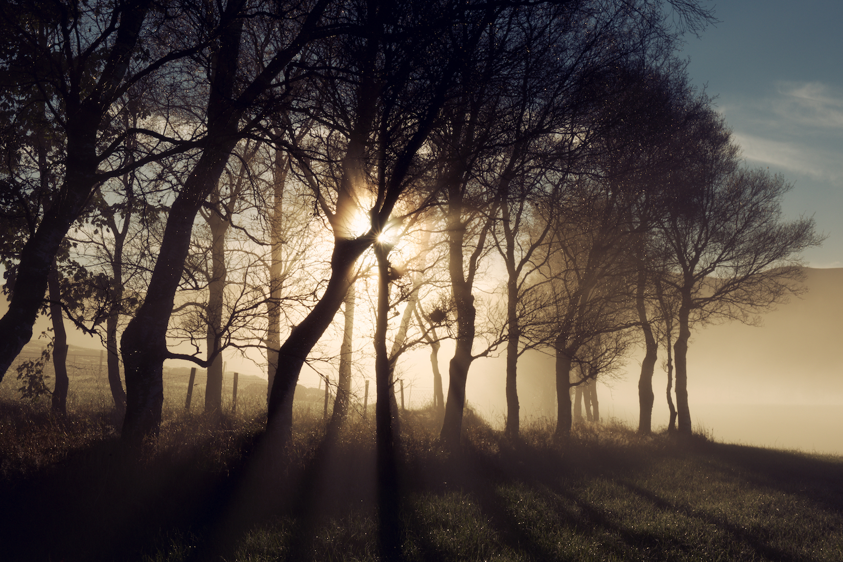 Trees 16.jpg