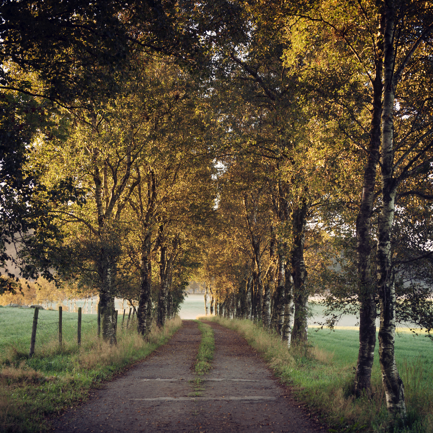 Trees 19.jpg