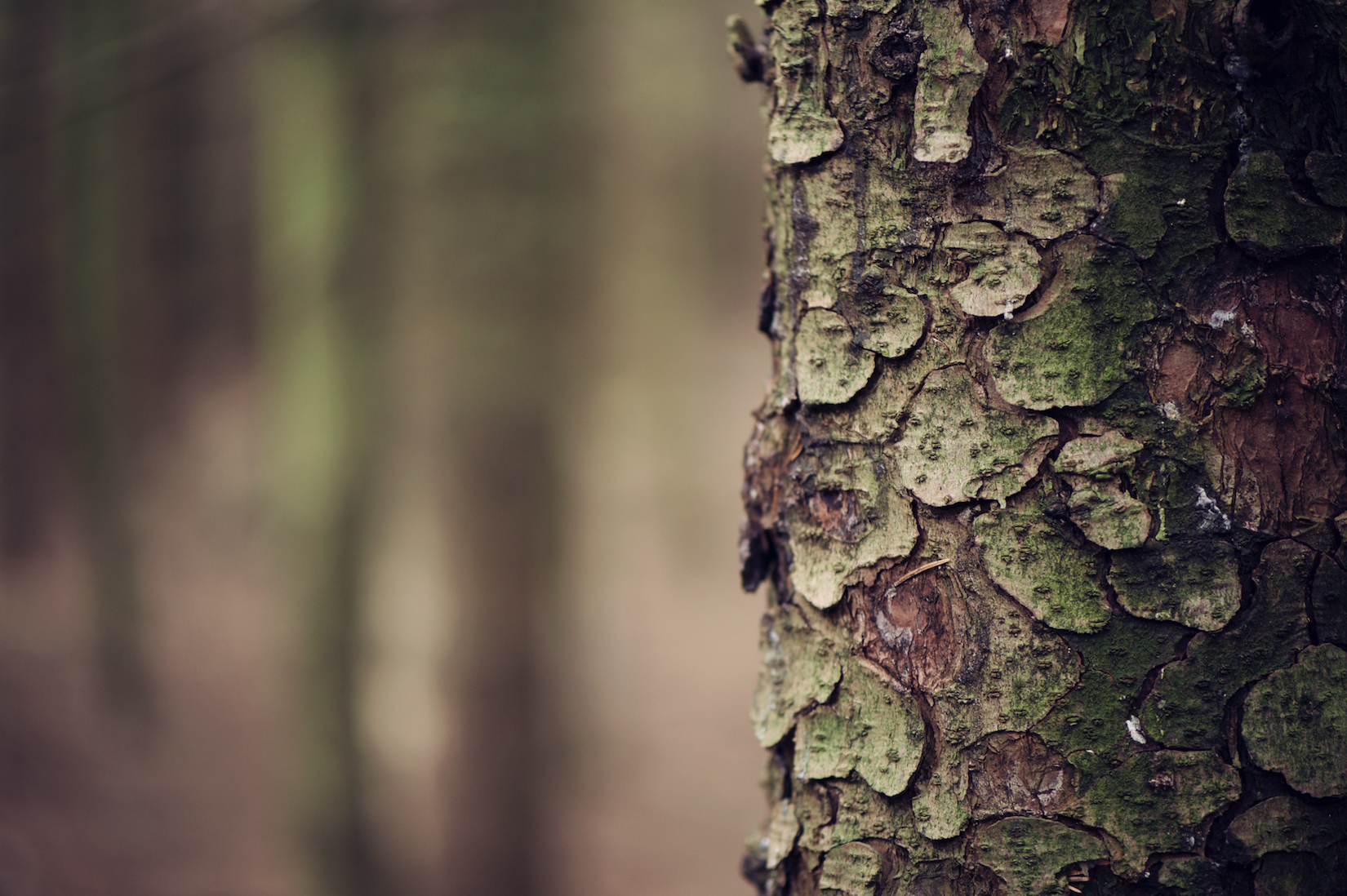 Trees 25.jpg