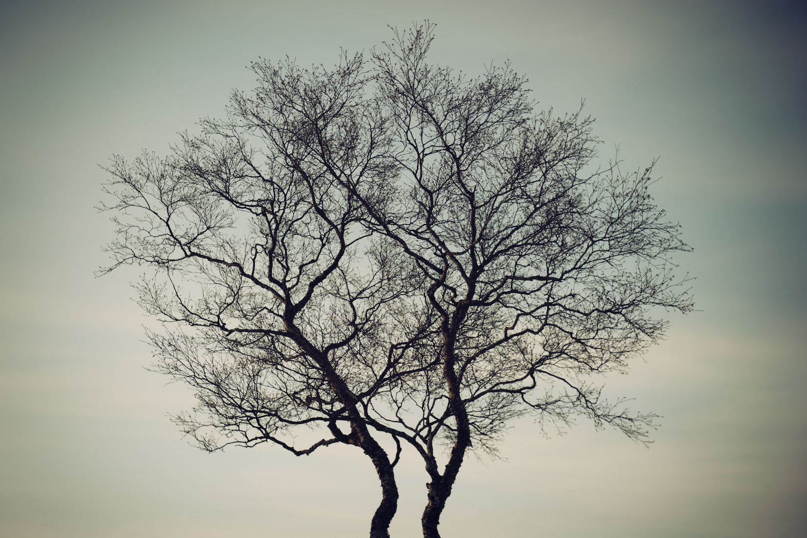 Trees 30.jpg