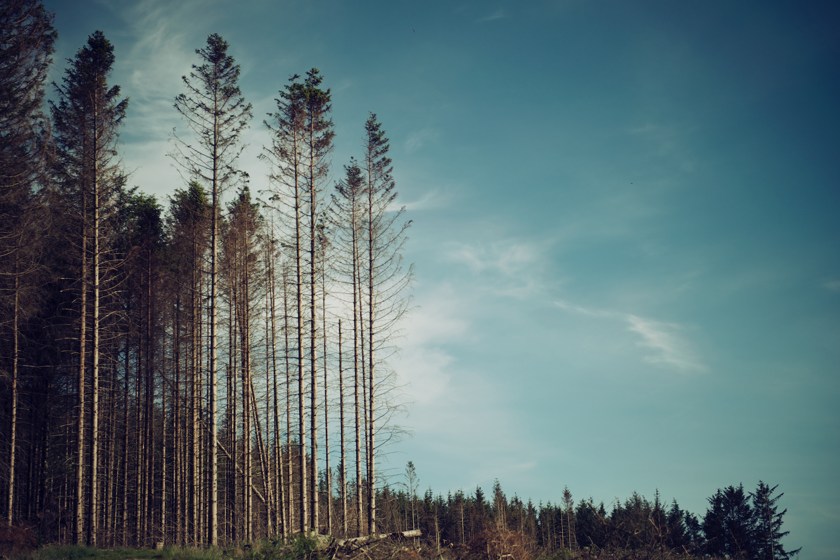 Trees 34.jpg