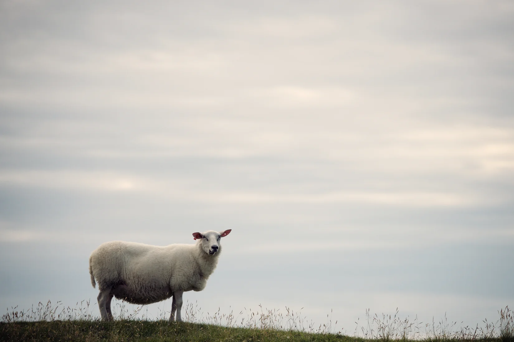 Sheep 25.jpg