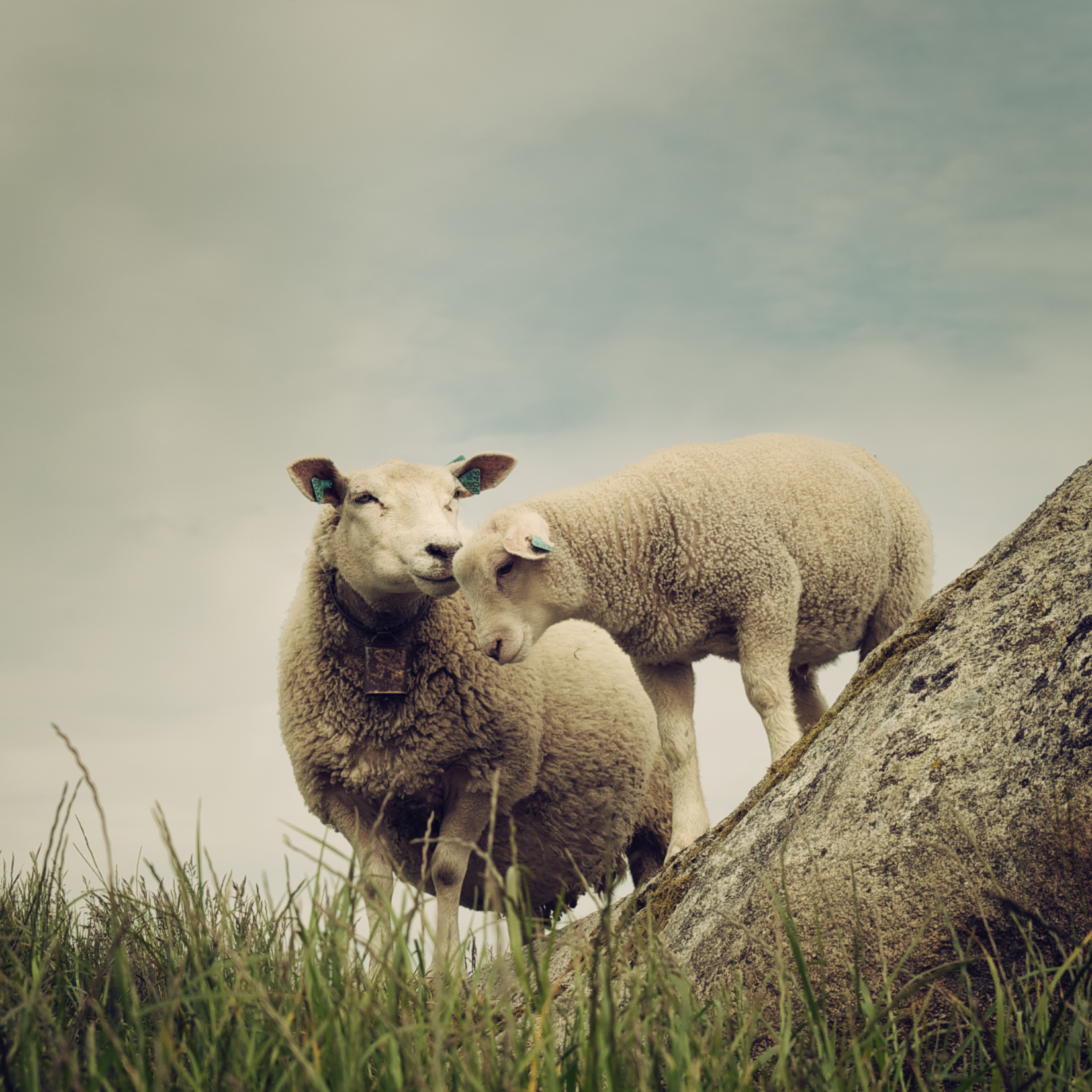 Sheep 36.jpg