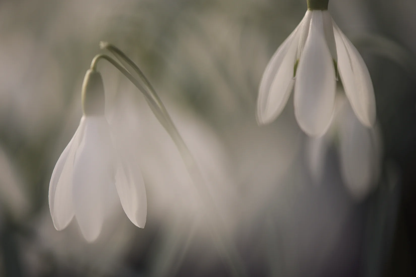 Floral 16.jpg