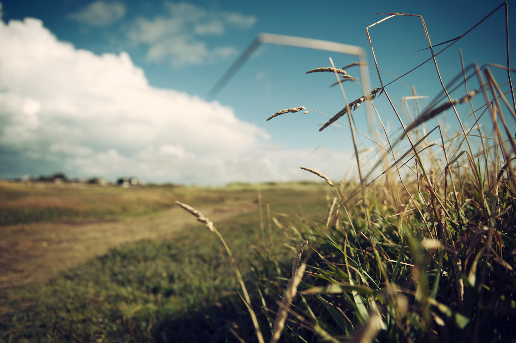 Gras 3.jpg