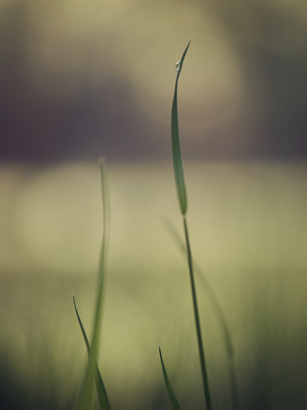 Gras 19.jpg