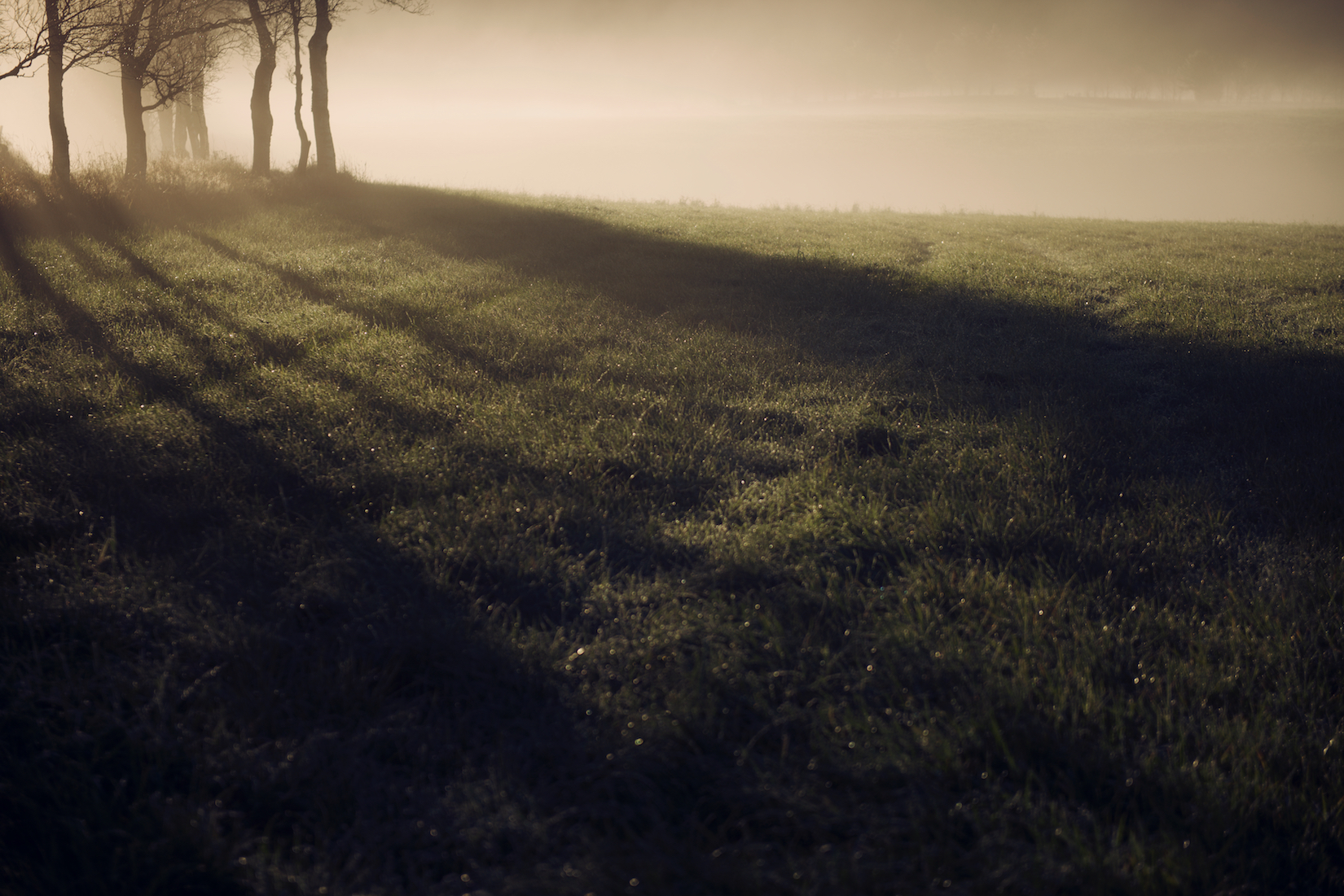 Trees 15.jpg