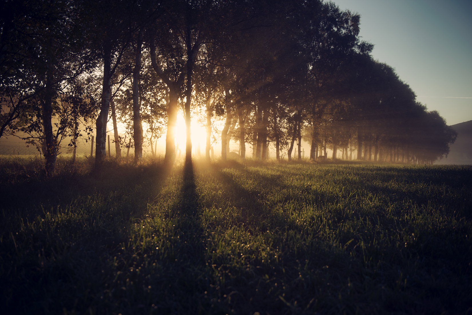 Trees 31.jpg