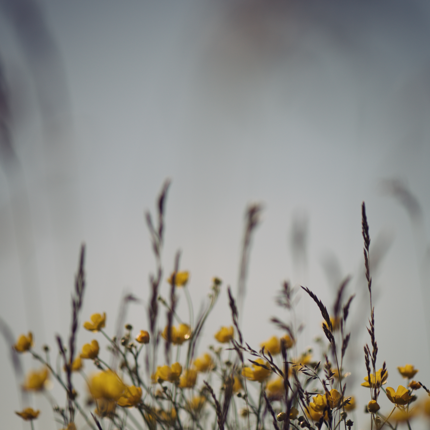 Floral 18.jpg