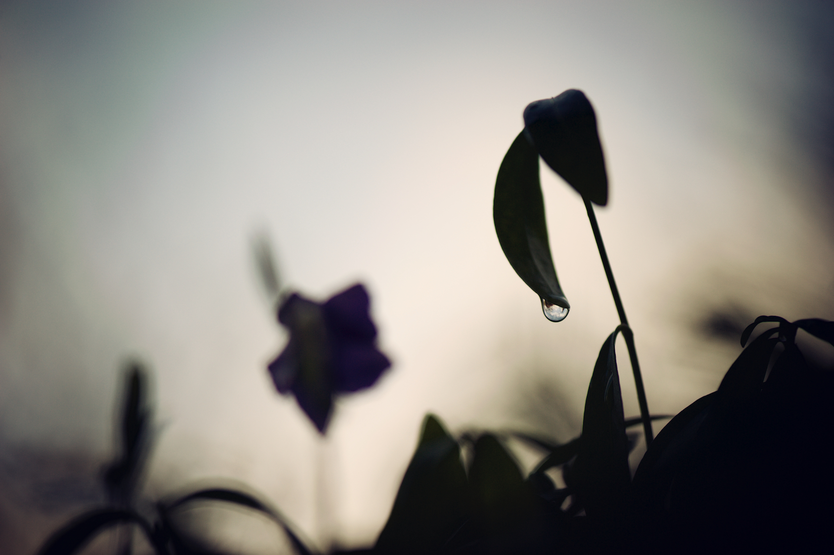 Floral 21.jpg