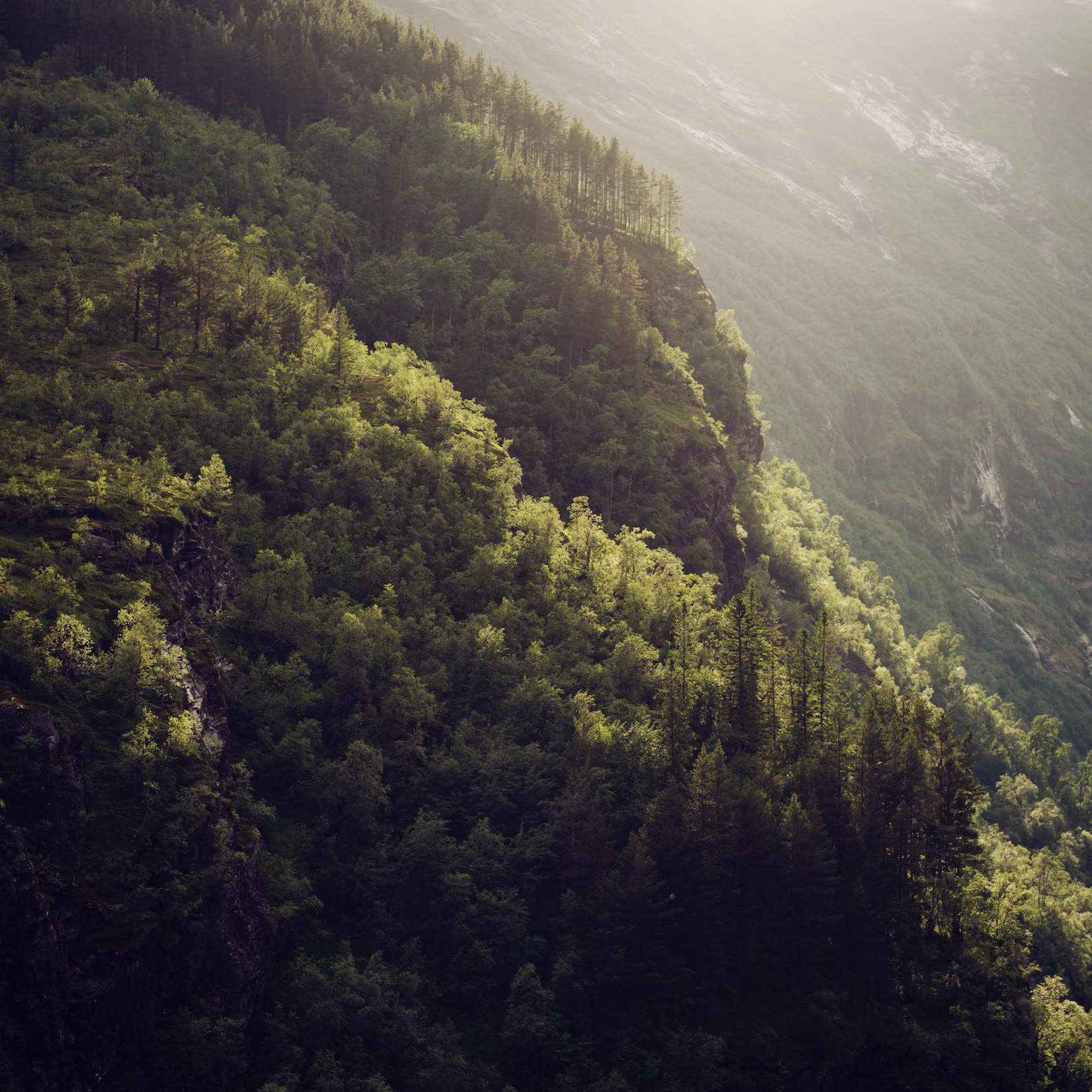 Trees 24.jpg