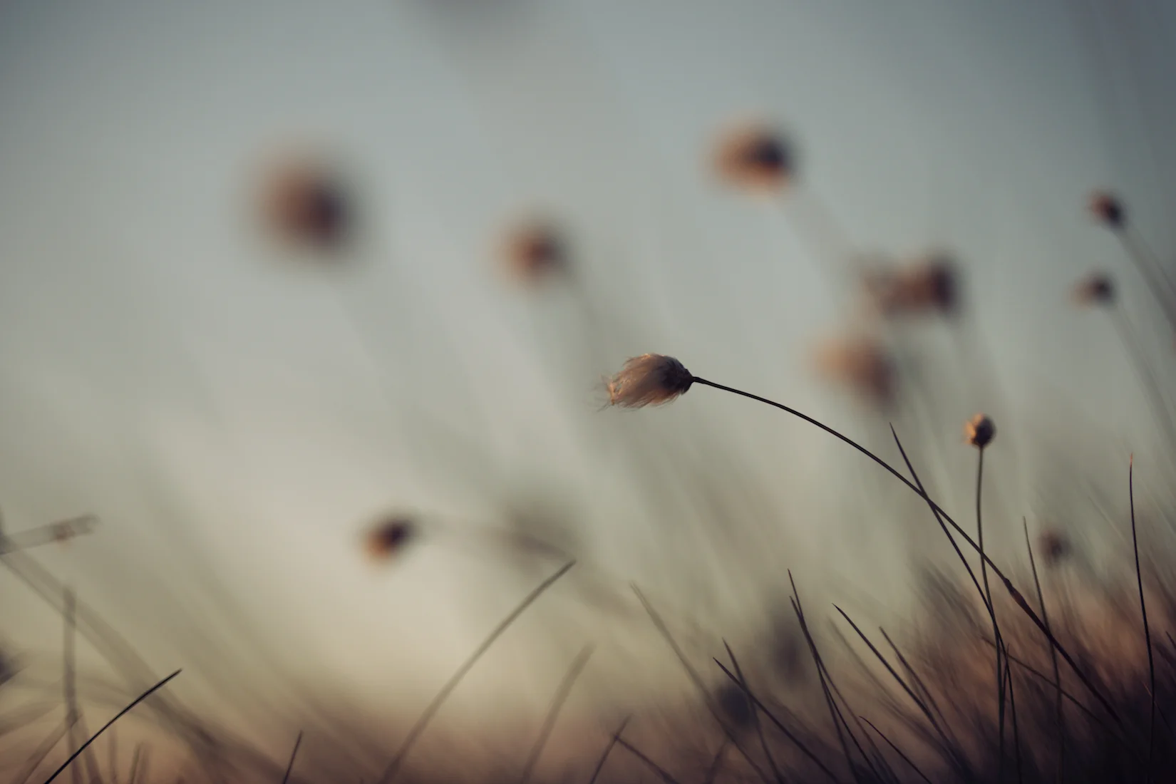 Floral 11.jpg