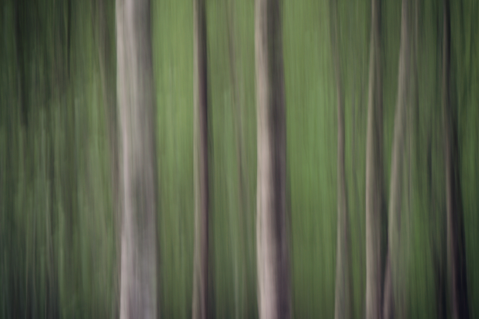 Trees 2 (1).jpg