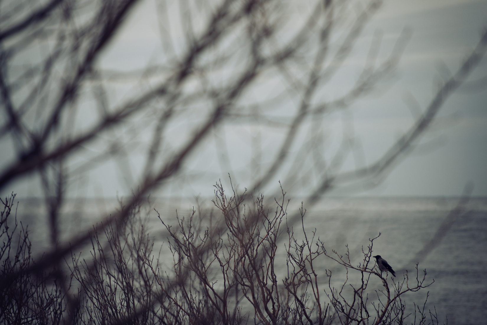 Trees 9.jpg