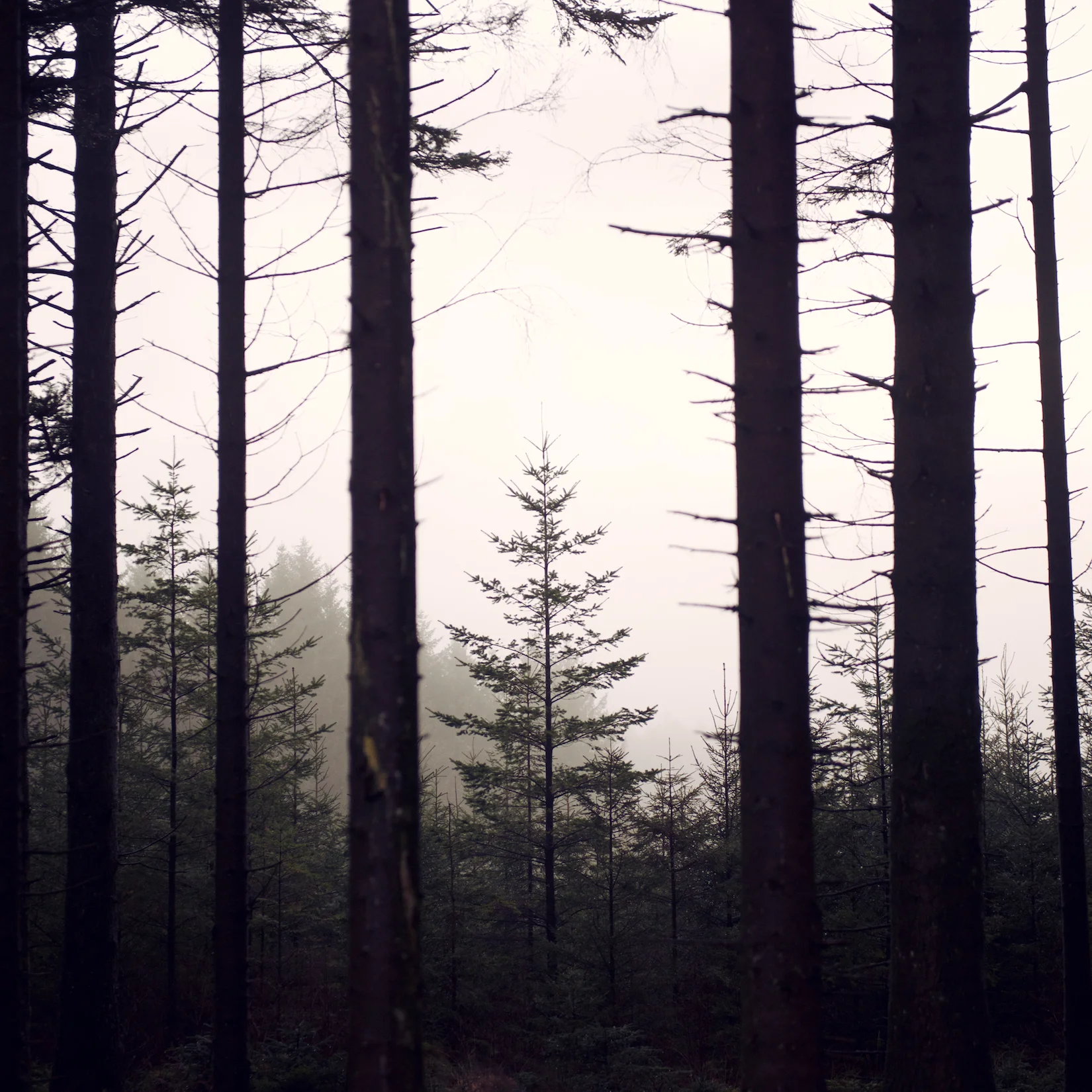 Trees 11.jpg