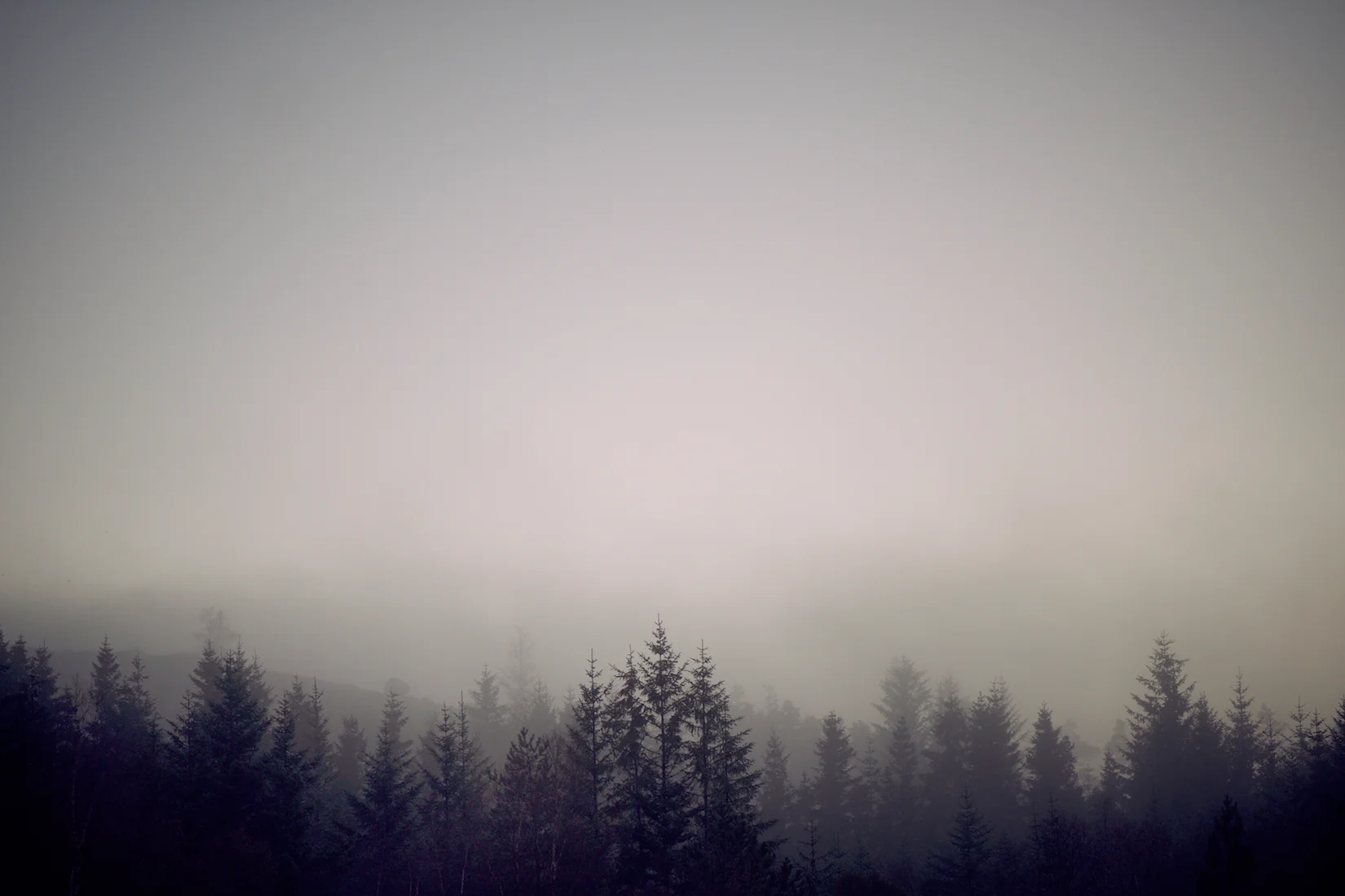 Trees 18.jpg
