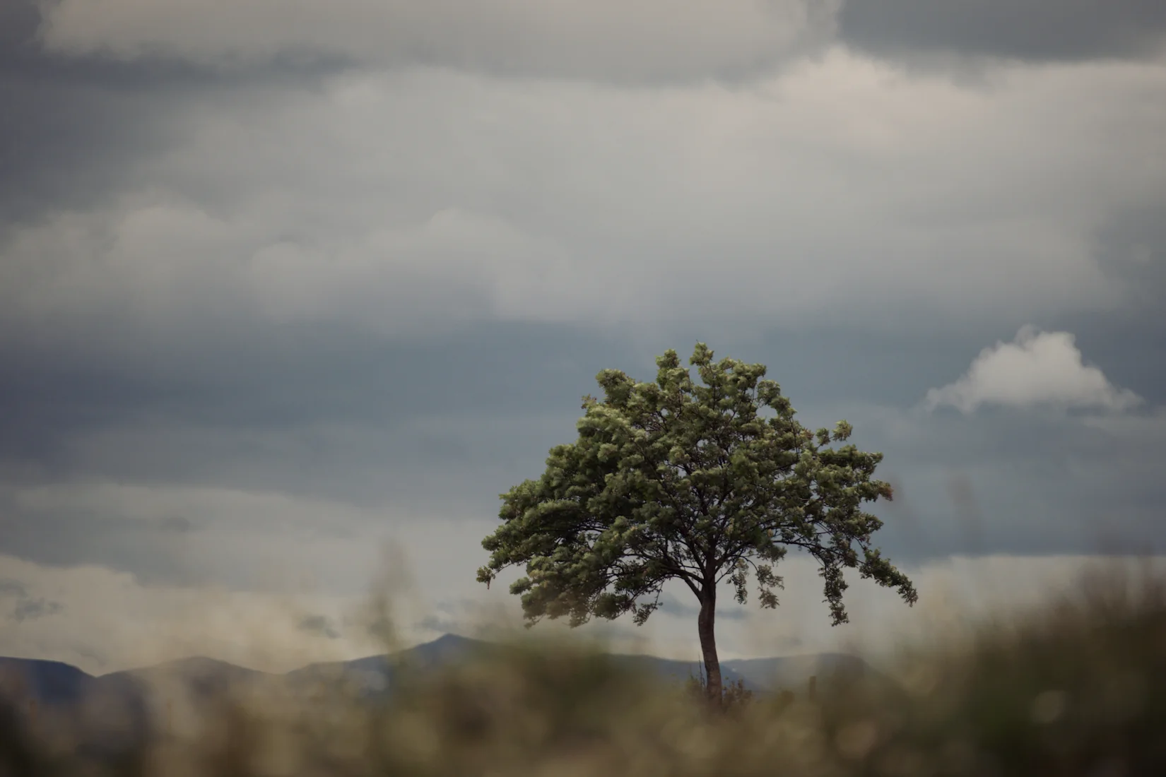 Trees 20.jpg