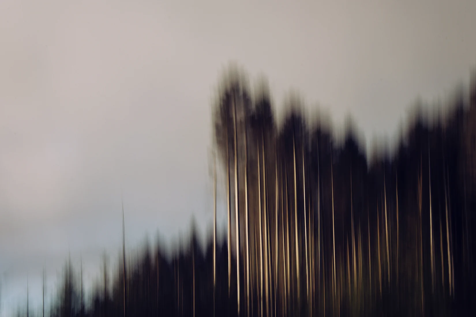 Trees 29.jpg