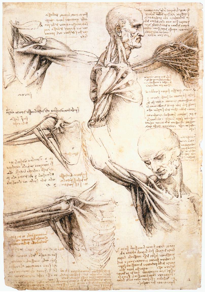 davinci_anatomical_studies.jpg