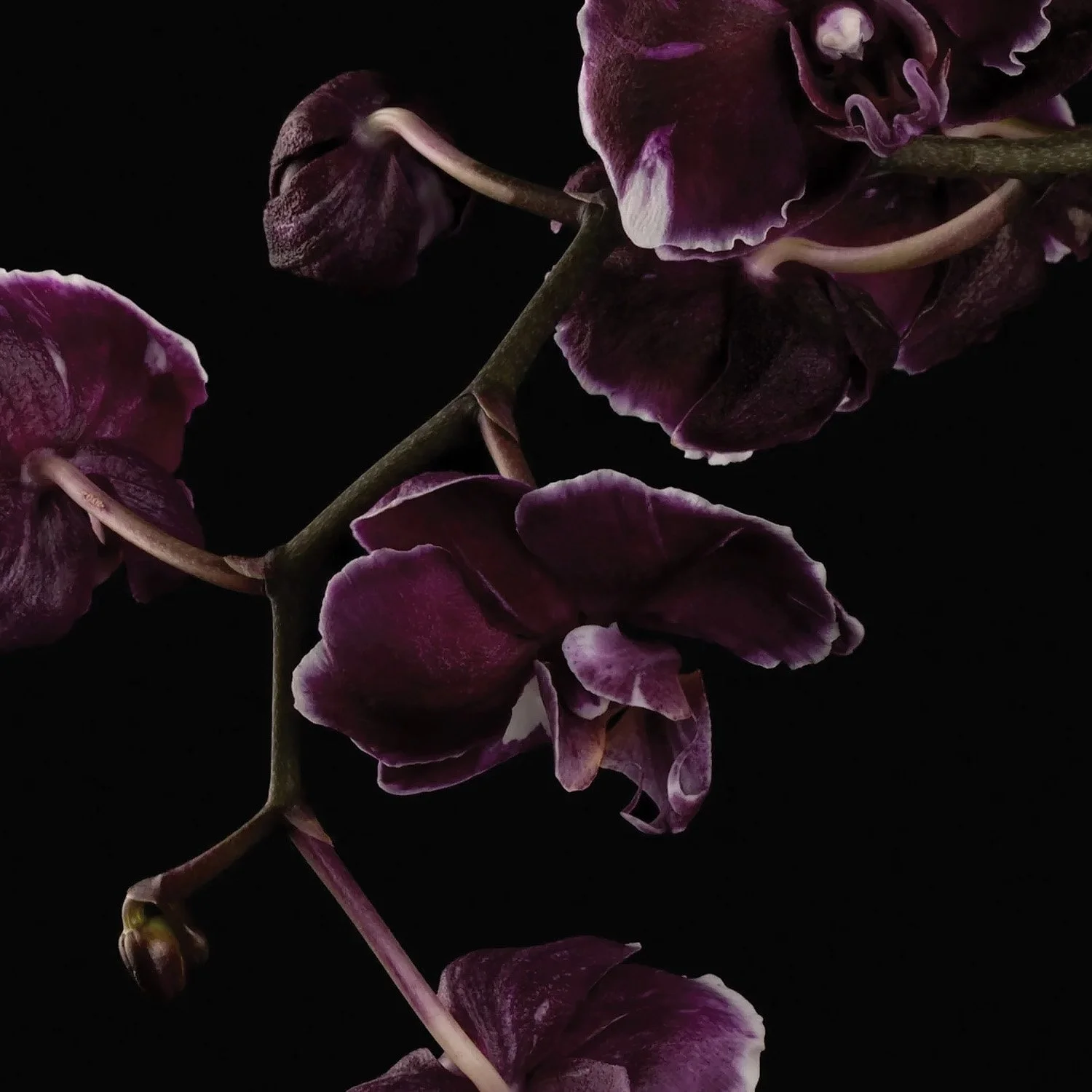 black orchid.jpg