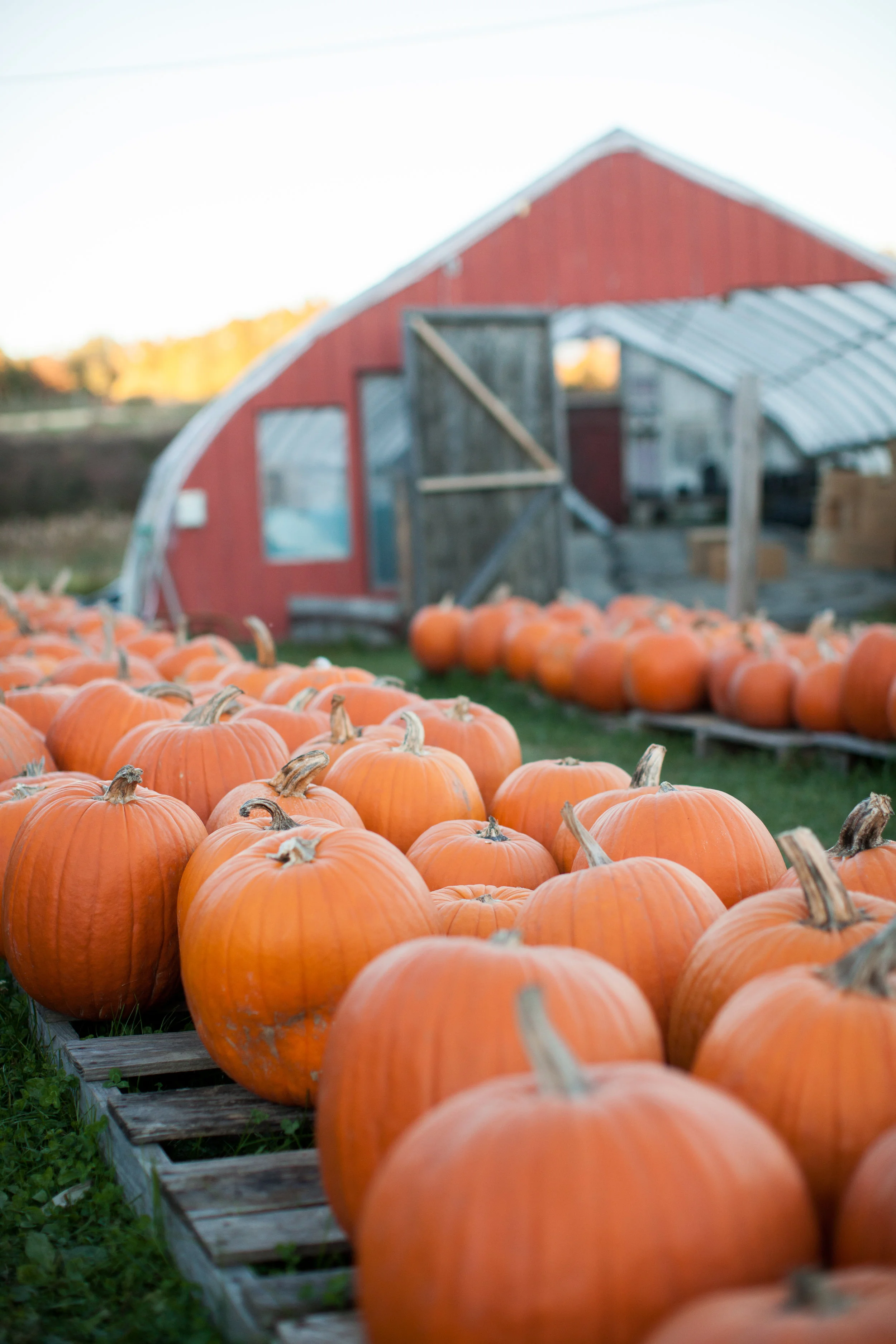 I would rather sit on a pumpkin.