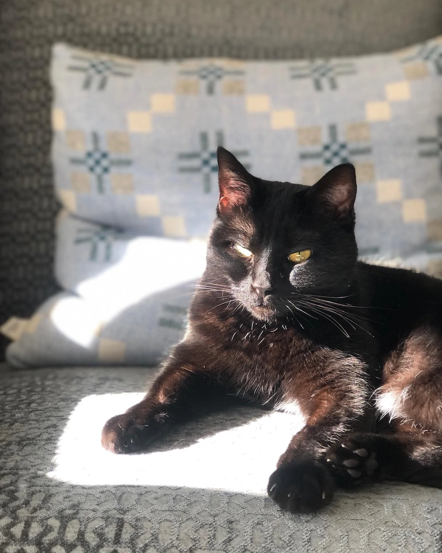 Tuna the Cat in the sun. @melintregwynt