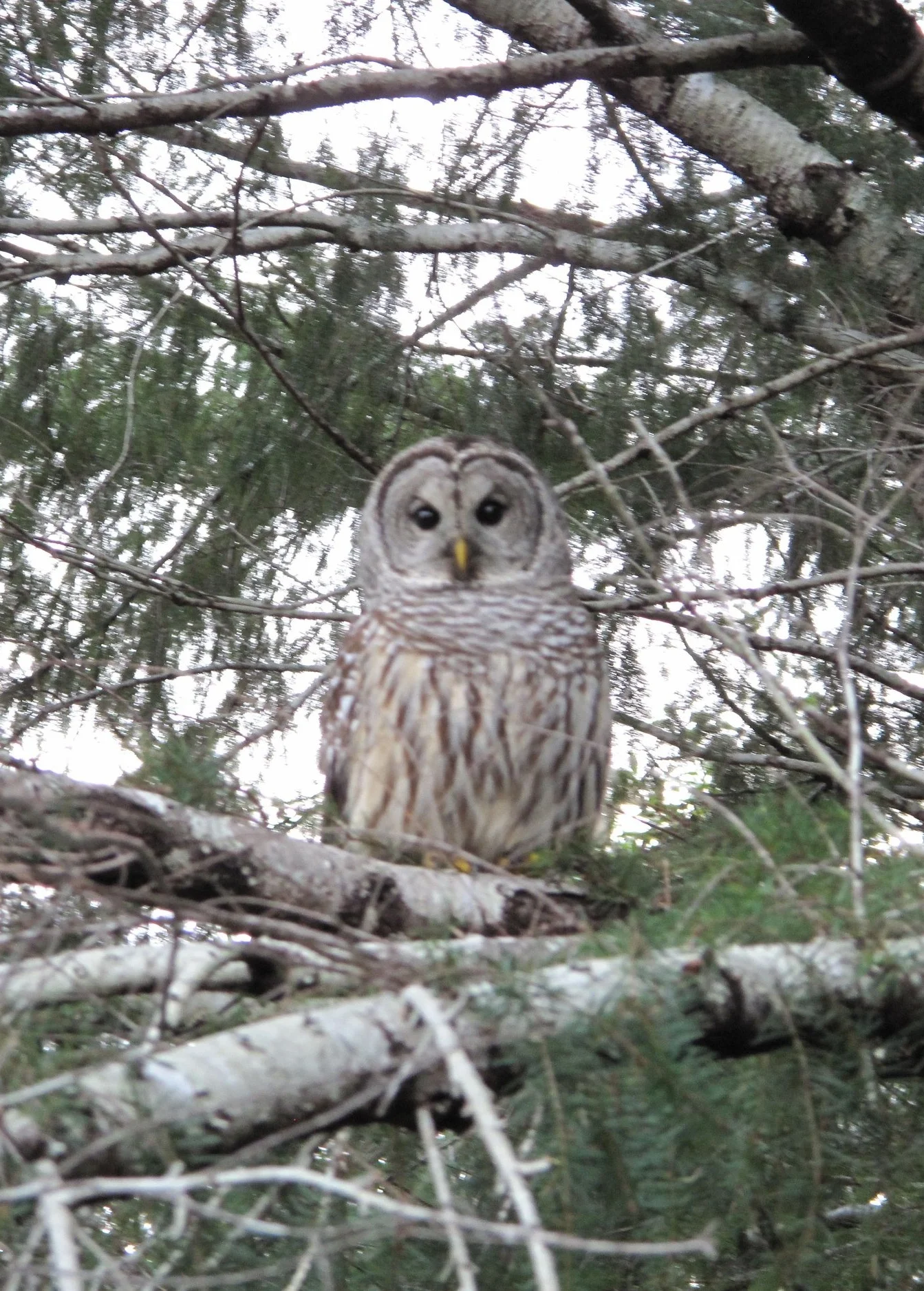 2017 december 25, Barred Owl-8.jpg