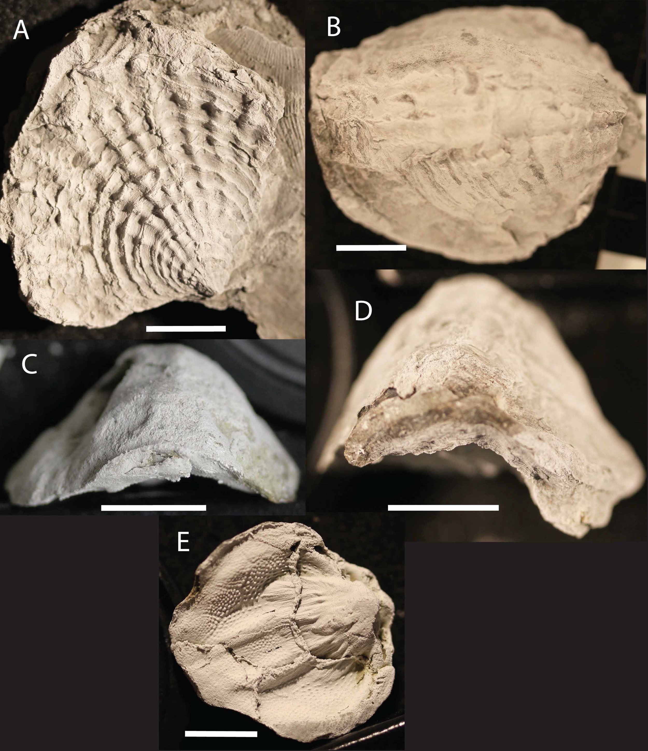 Figure 6. Various specimens of Spinatrypa sp. from the Upper Devonian. The Atrypids are great indicators of the Lower and Upper Kellwasser event with all Atrypids going extinct during the latter. These specimens are currently under taxonomic revision. 