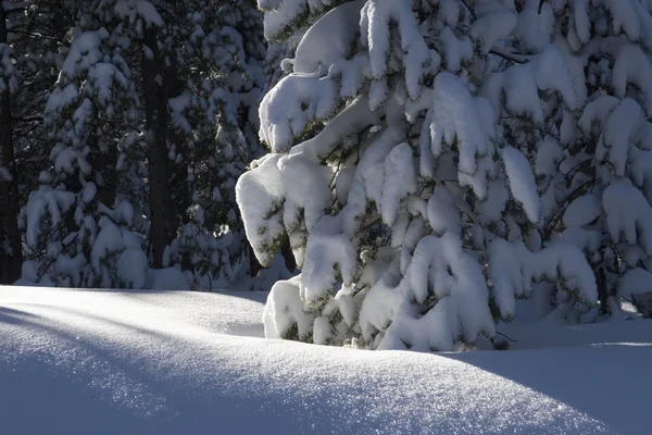 Photo: Carlye Calvin, NCAR OpenSky