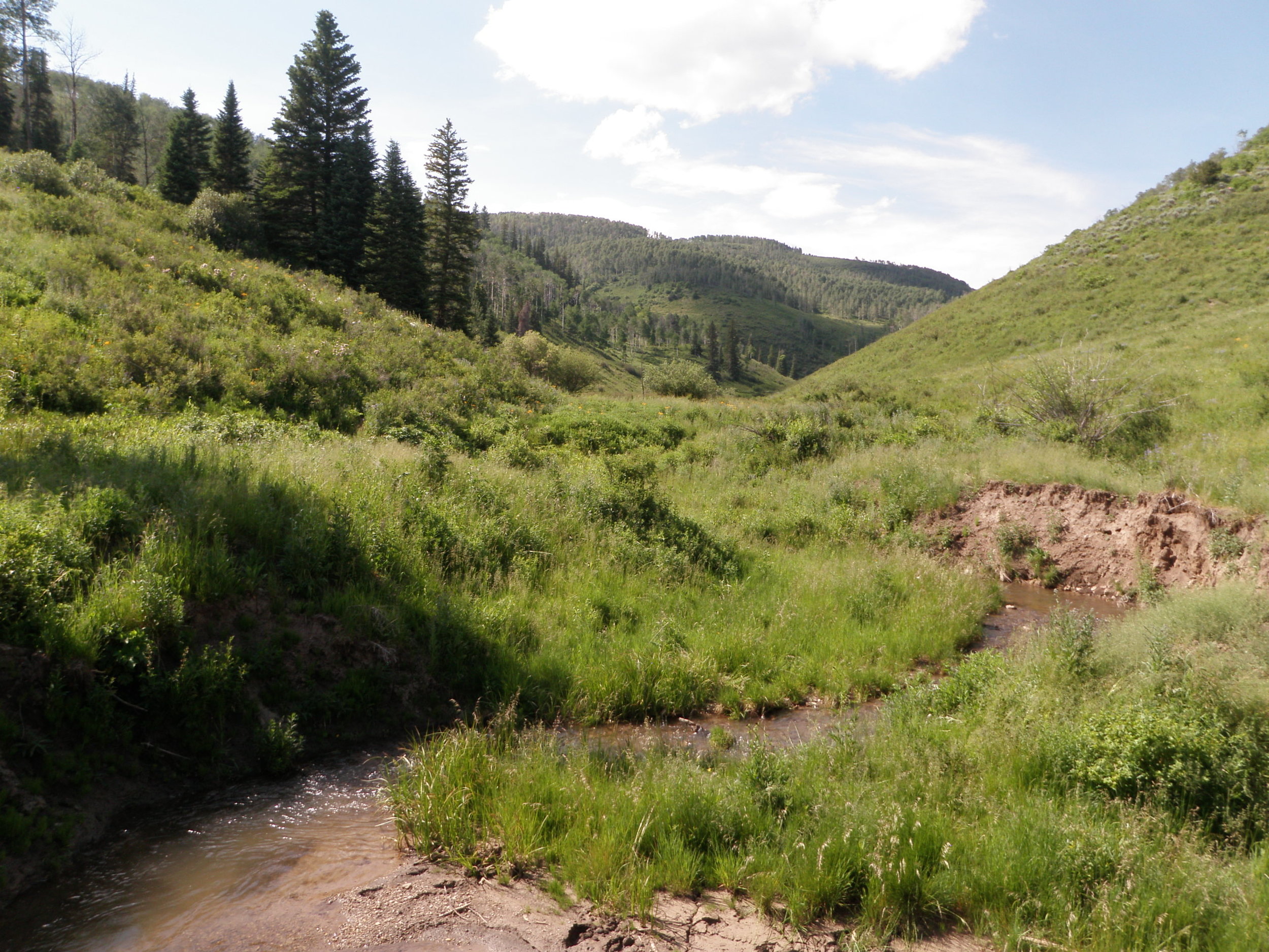 Extensive erosion and subsequent silt impacts cutthroat trout spawning at Butler Creek (Copy)