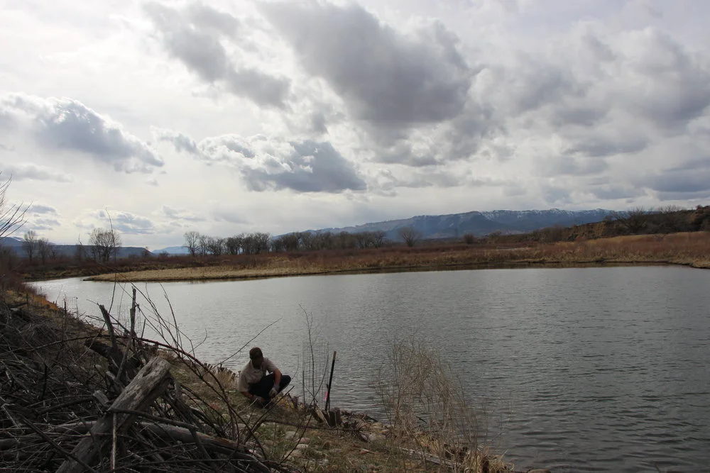 Glenwood Springs Riparian Planting